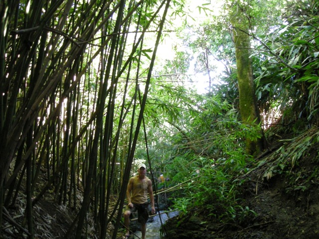 Bamboo Forest Hike